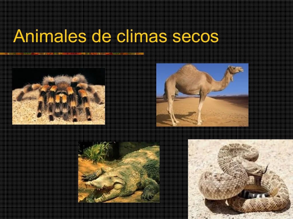 Flora Y Fauna De Clima Seco chefli
