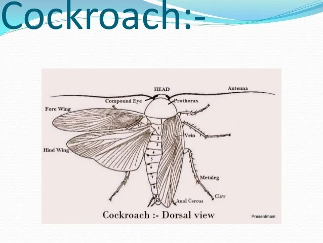 Termite Pest Controls: Cockroach Diagram