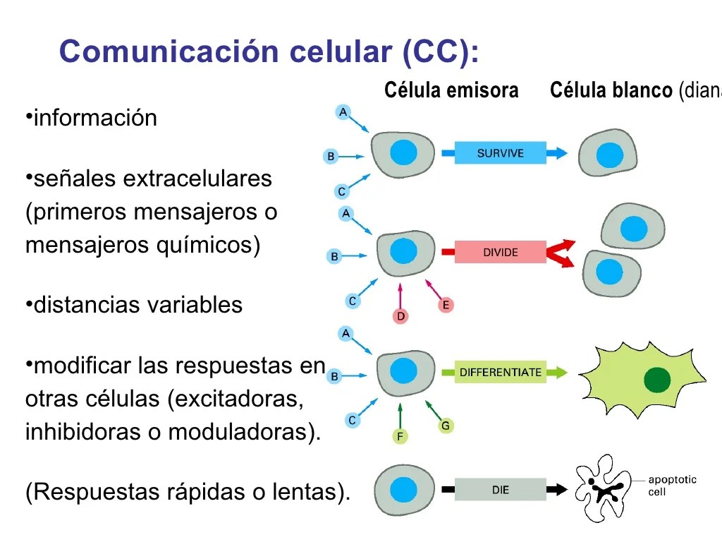 Comunicacion celular