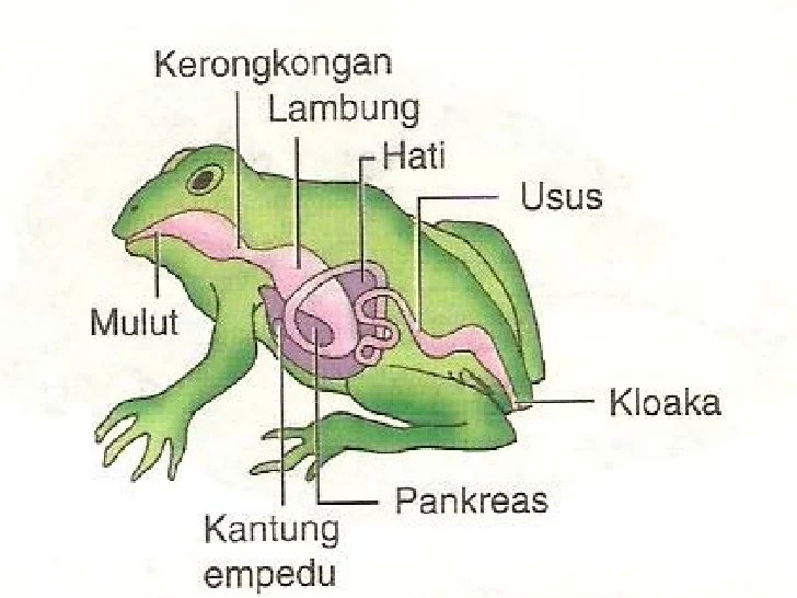 Gambar Alat Reproduksi Pada Katak Kata Kata