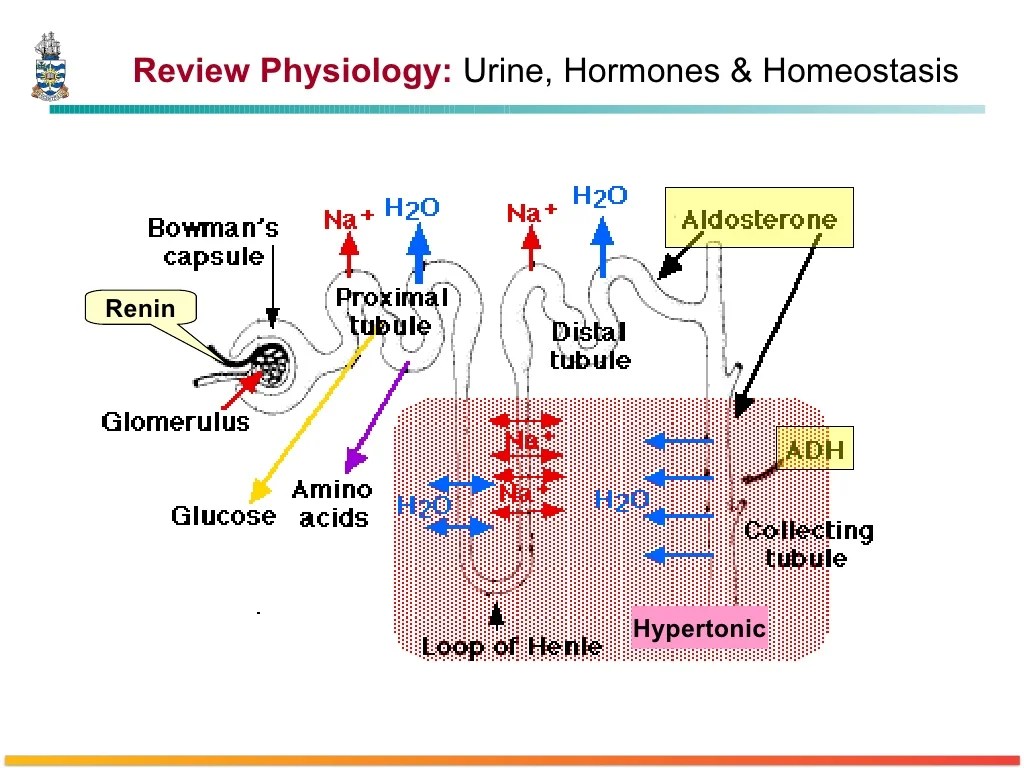 Pathology of Glomerulonephritis