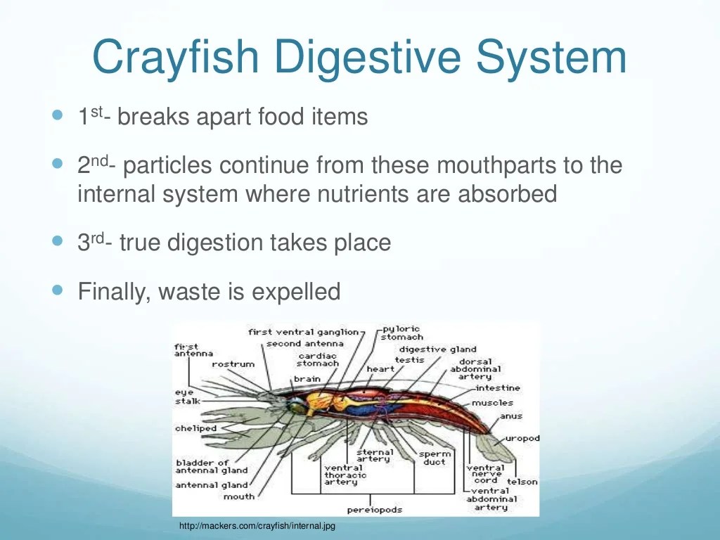 Crayfish bio