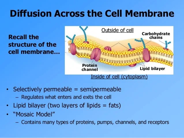 Diffusion Osmosis for Moodle