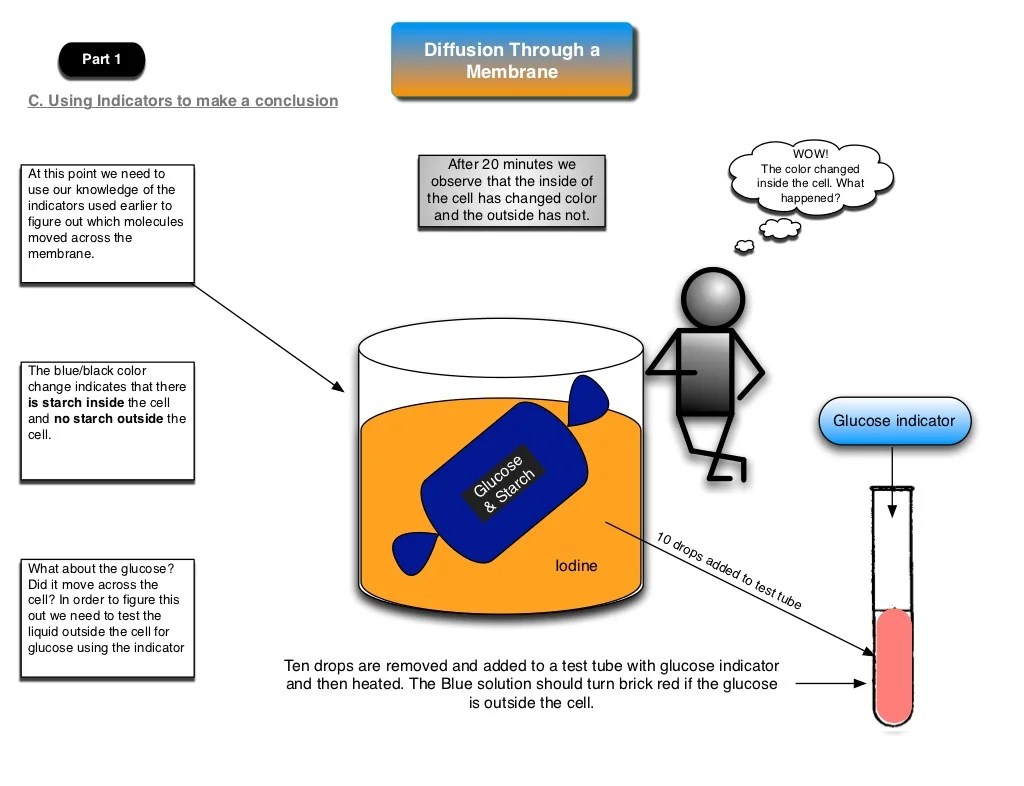 Diffusion Through A Membrane Lab