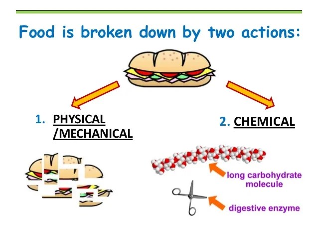 Digestive System