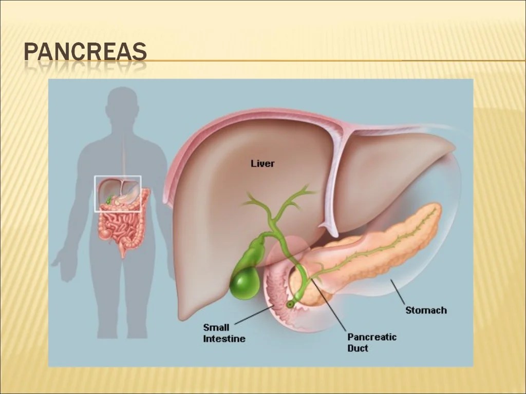 Grade 8 - Digestive System