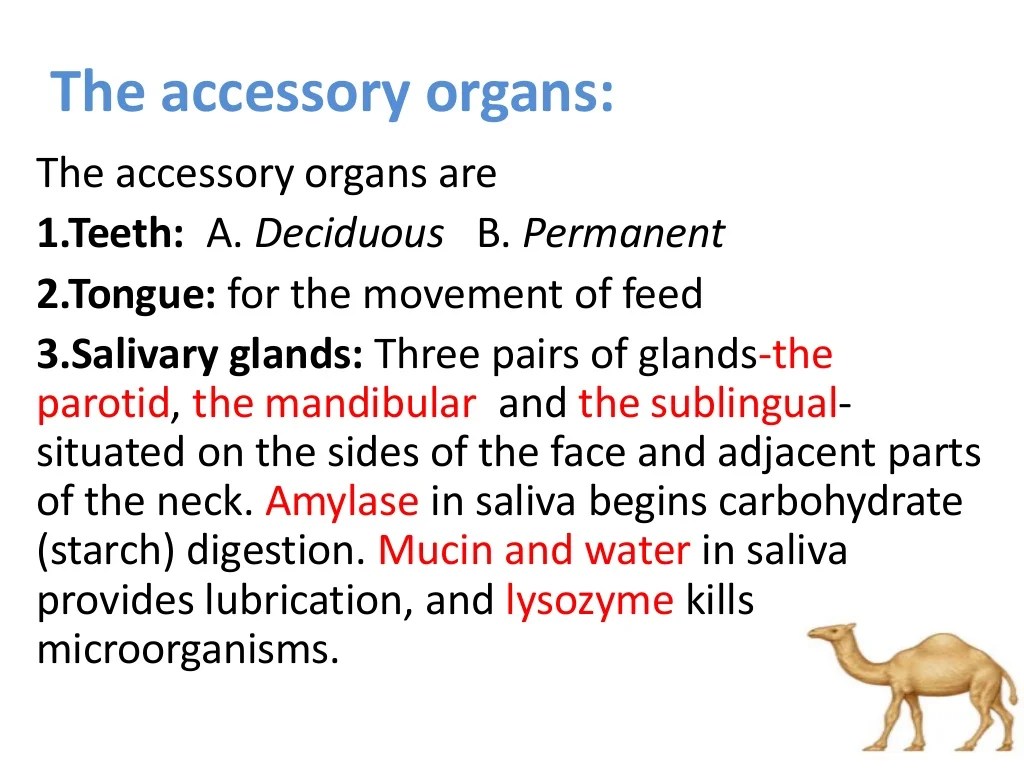 Digestive system of camel