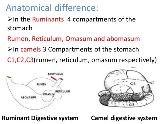 Digestive system of camel