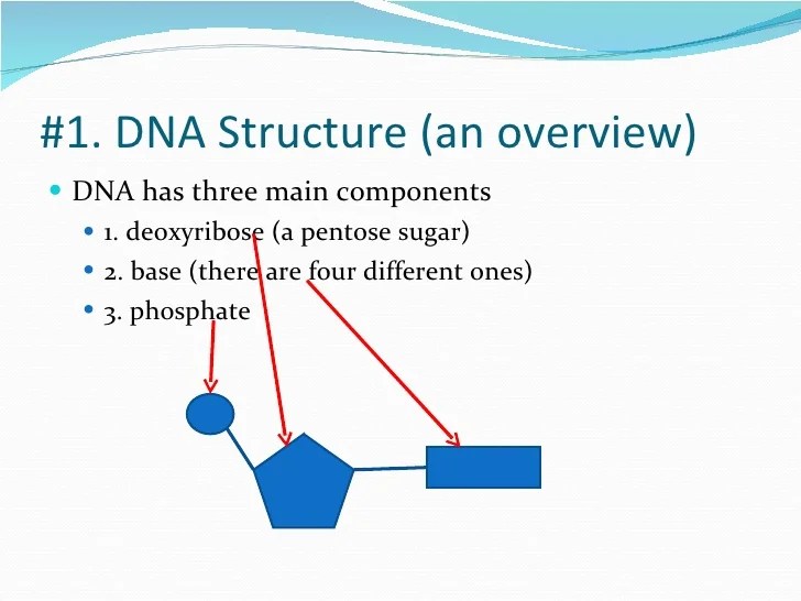 Describe The Chemical Makeup Of Dna Mugeek Vidalondon