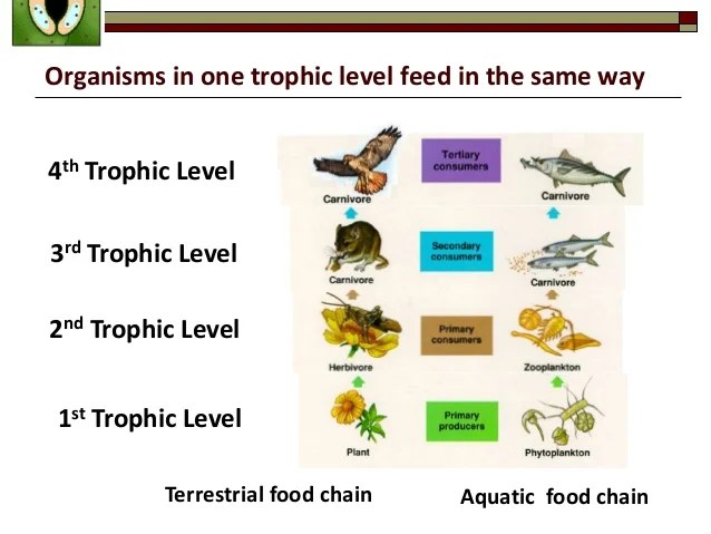 Biology Form 4 Chapter 8 Dynamic Ecosystem Part 1