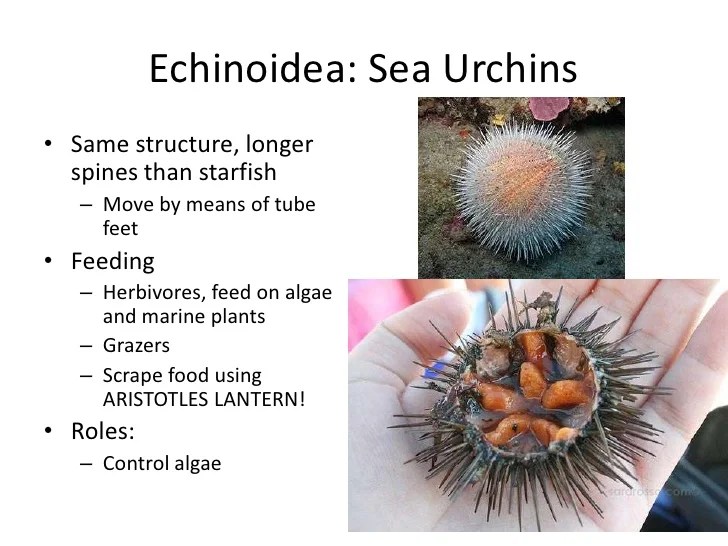 Echinoderms