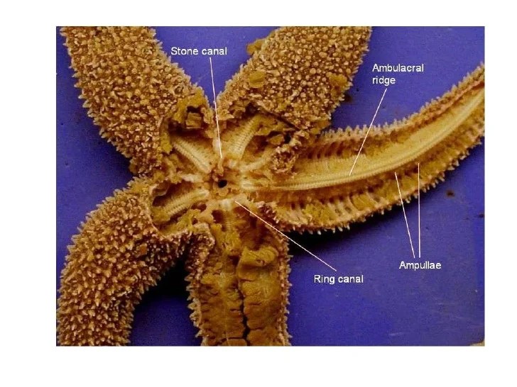 circulatory system of echinoderms