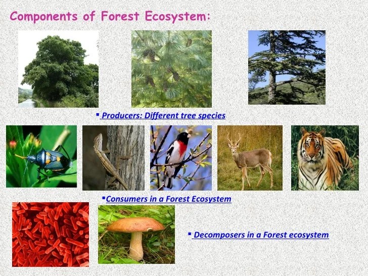 Ecosystem