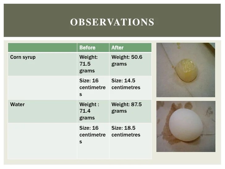 Isabel's Egg osmosis experiment