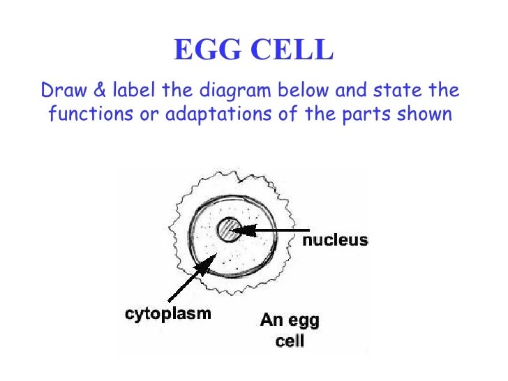 All About Inheritance And Selection