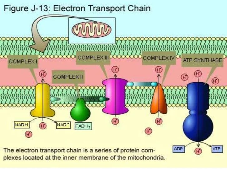 Electron transport chain power point