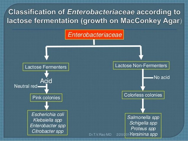 Enterobacteriaceae 120413233647phpapp02
