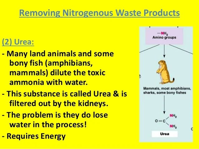 mixtapewebdesign Explain Why Metabolism In Organisms Depends On Water