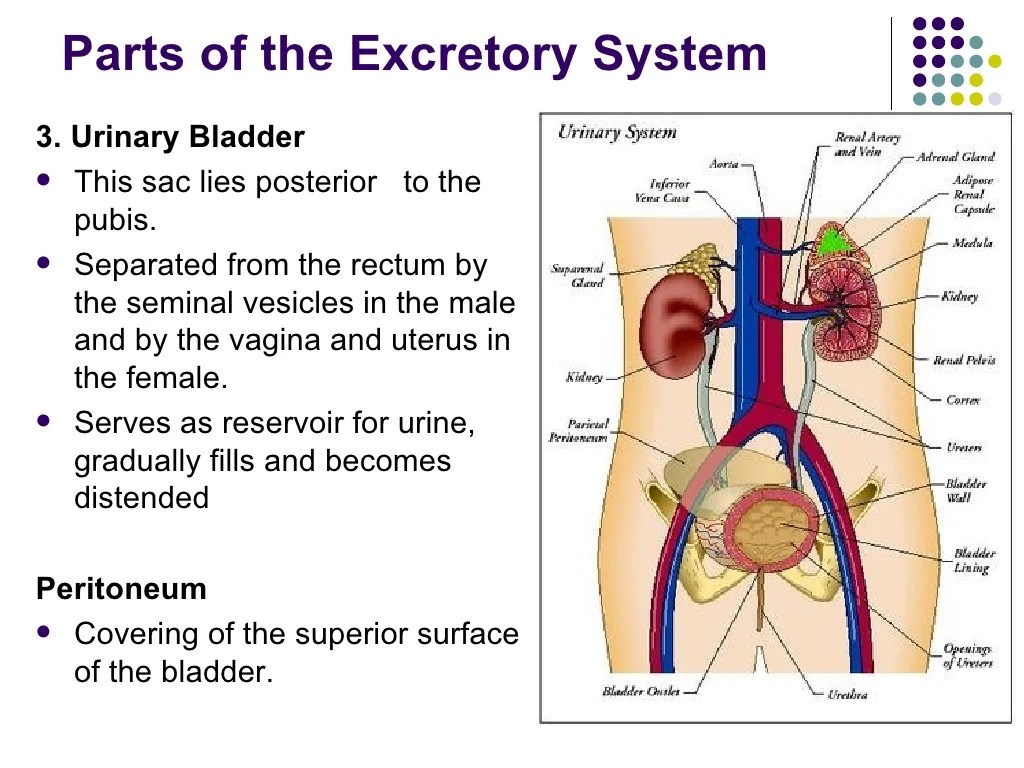 EXCRETORY SYSTEM