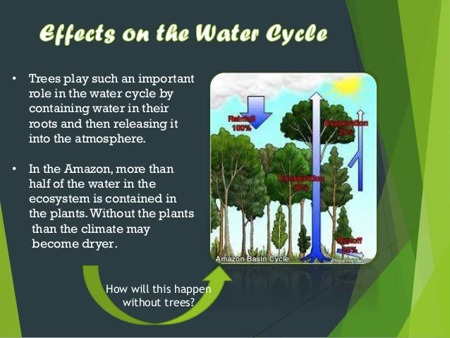 Deforestation Environmental Problems