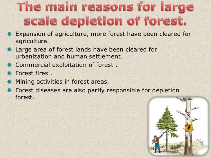 Forest resource