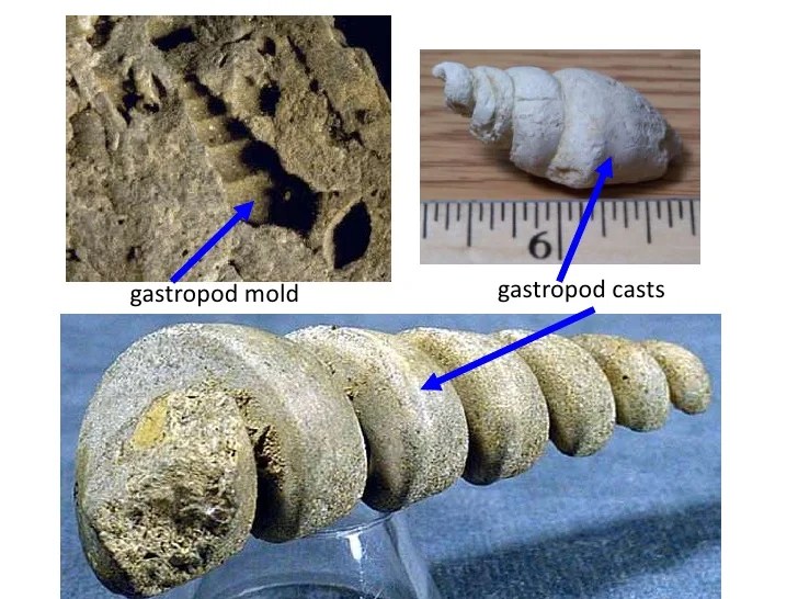 Fossils (teach)