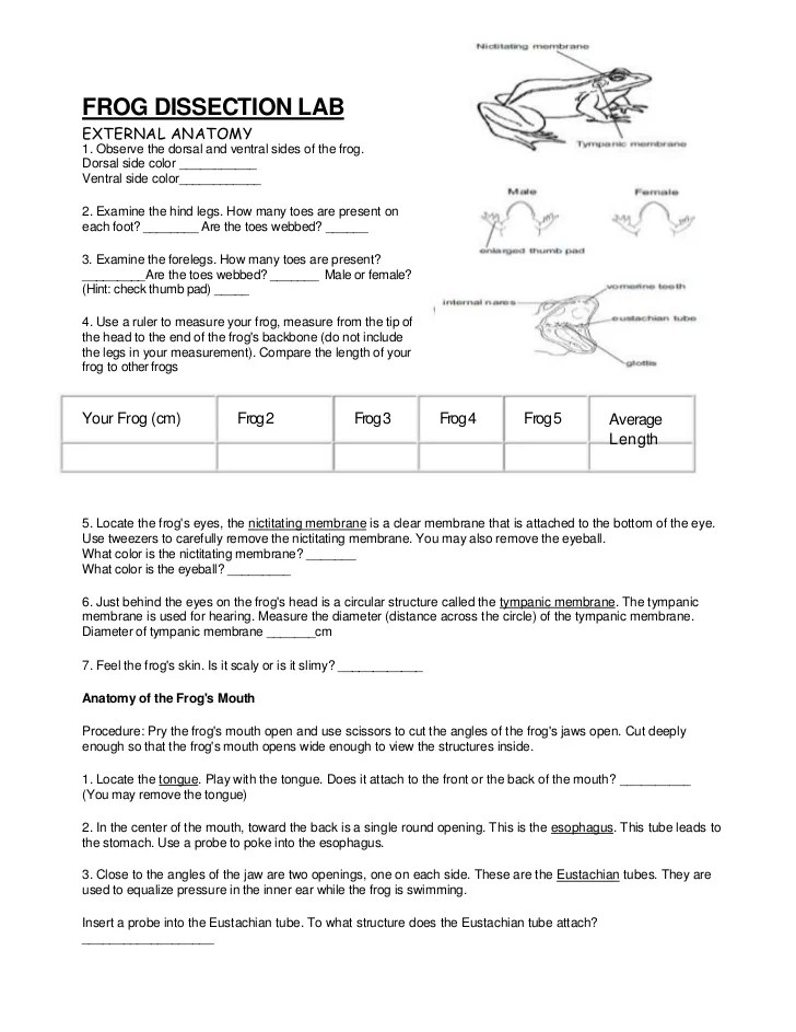 Frog Dissection Lab Manual