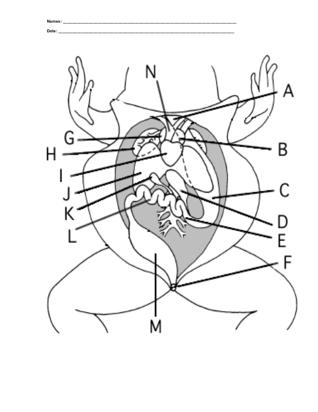 Frog Dissection Worksheet Answer Key Pro Worksheet