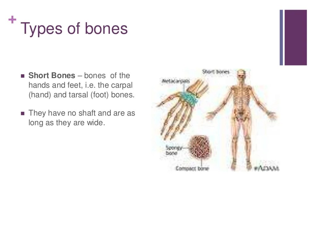 Functions and types of bones Functions and types of bones