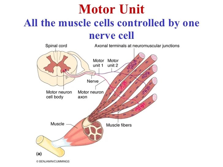Motor Unit Definition Anatomy cloudshareinfo