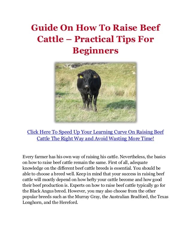 Guide On How To Raise Beef Cattle Practical Tips For Beginners