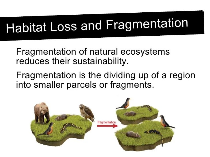 Habitat Loss and Fragmentation