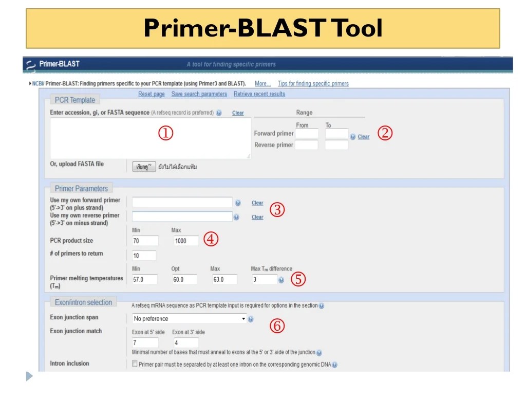 How to use primer blast for checking primer specificity