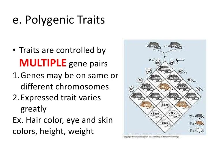 Human inheritance patterns