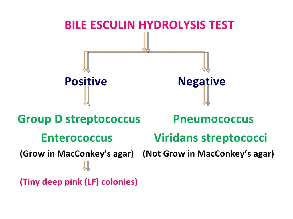 Identification of bacteria, Bacterial identification, Lab identificat…