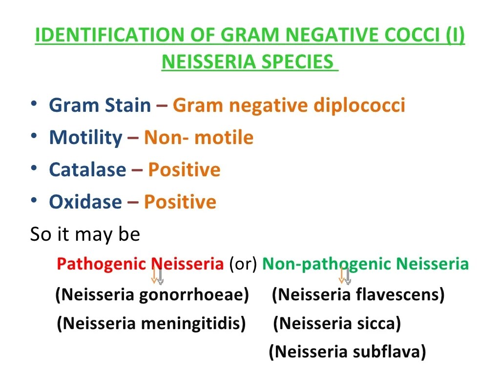 Identification of bacteria, Bacterial identification, Lab identificat…