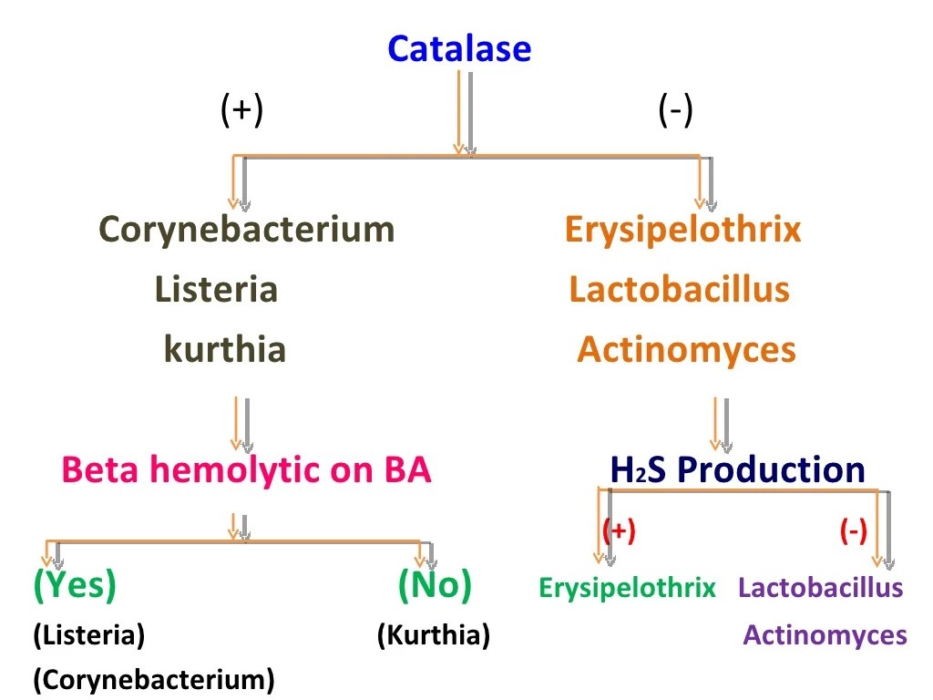 Identification of bacteria, Bacterial identification, Lab identificat…