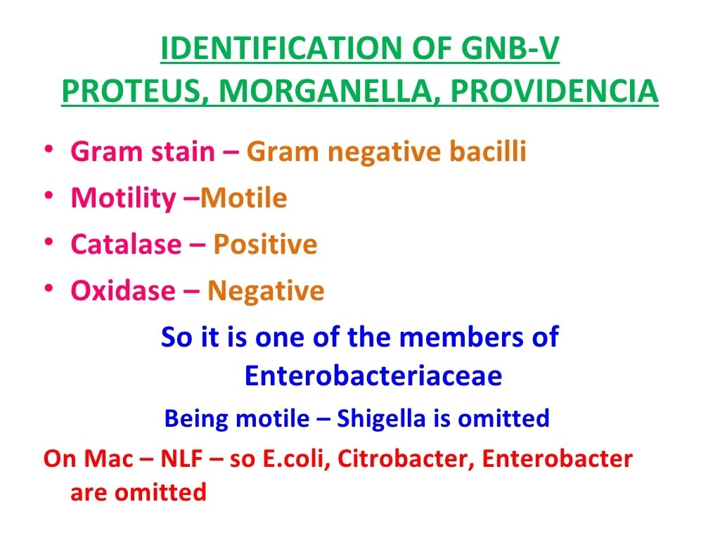 Identification of bacteria, Bacterial identification, Lab identificat…