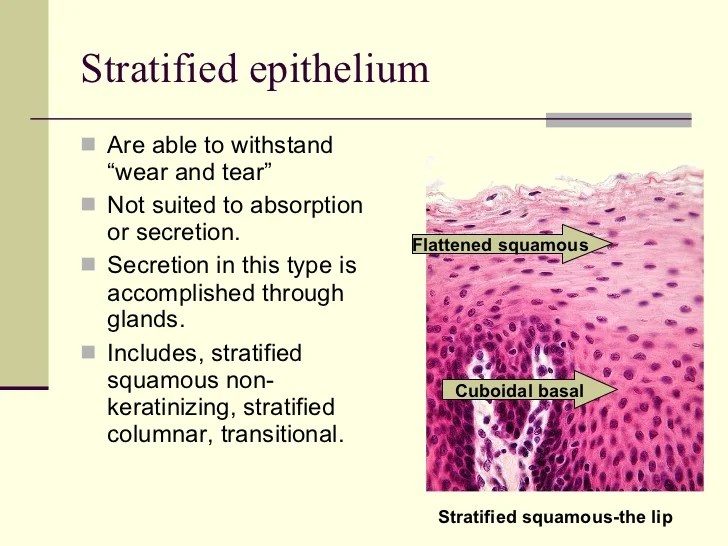 Identifying Epithelium Identifying Epithelium