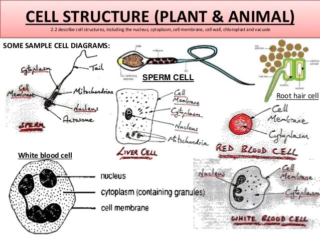 Maybe you would like to learn more about one of these? Gcse Igcse Biology By Syllabus Points