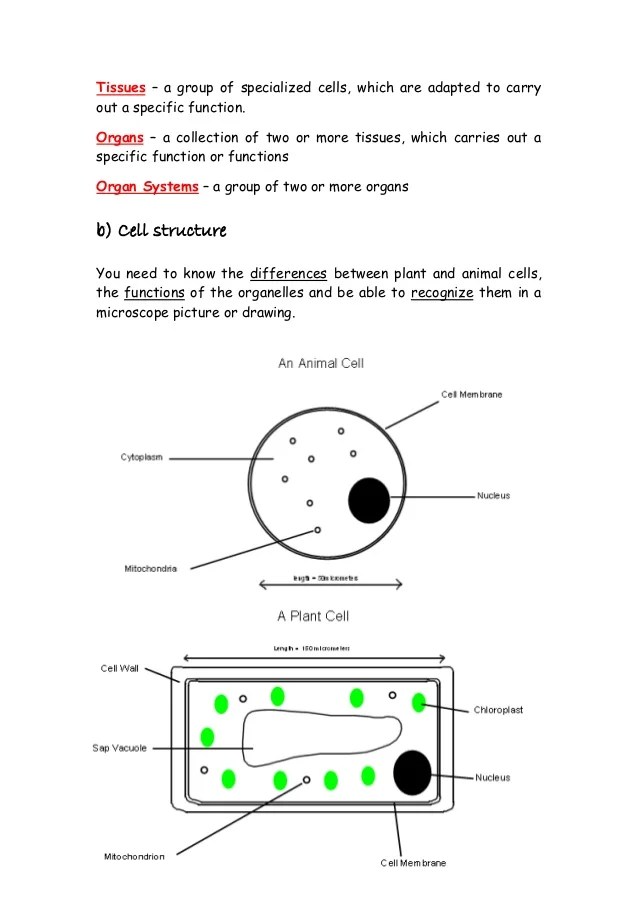 IGCSE Biology Revision Notes 2