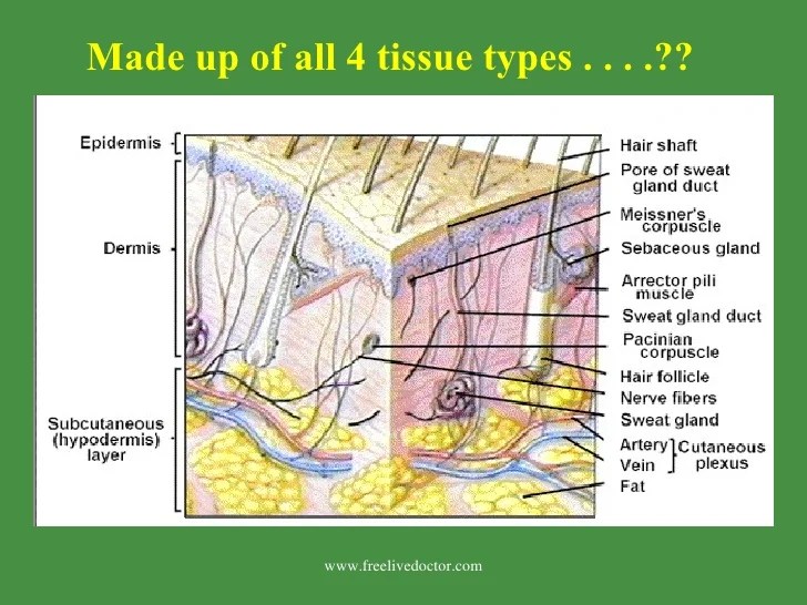 Integumentary System
