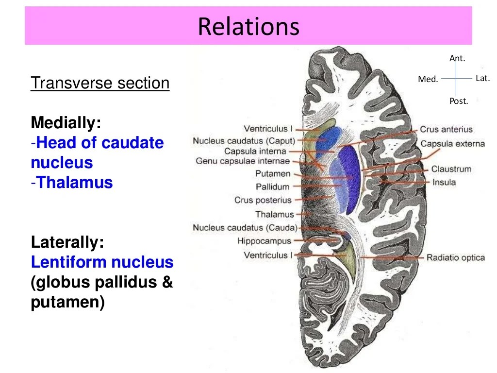 Internal CapsuleAnatomy