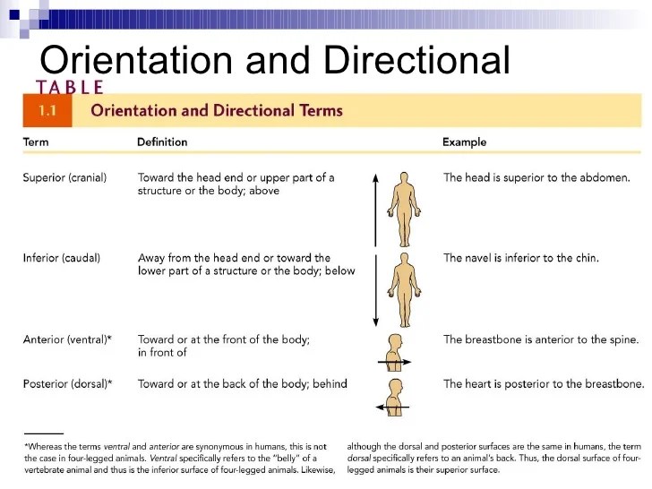 Intro To Anatomy Powerpoint