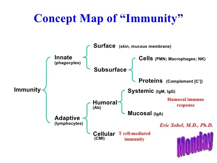 Antibody Mediatedd Immunity Concept Map Introduction to Immunity Antibody Function & Diversity 2006 L1&2over…