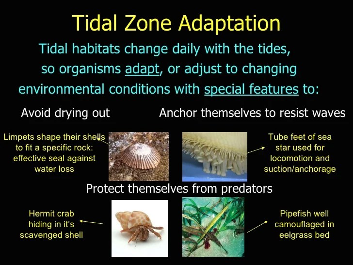 Introduction totheintertidal