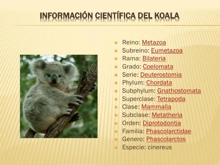 Poemas de koalas Imágenes de 10