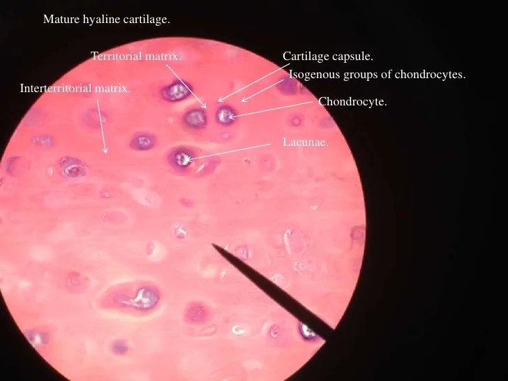 Structure and Function of Cartilage Tissue Cartilage Tissue