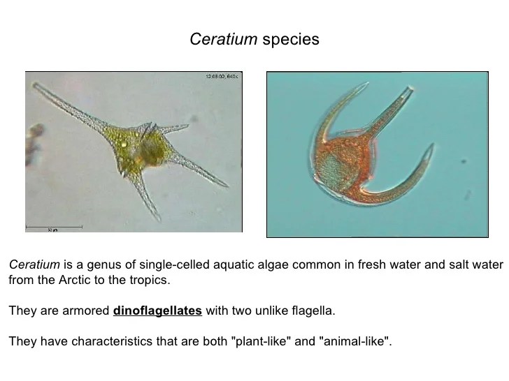 Lab Study Guide