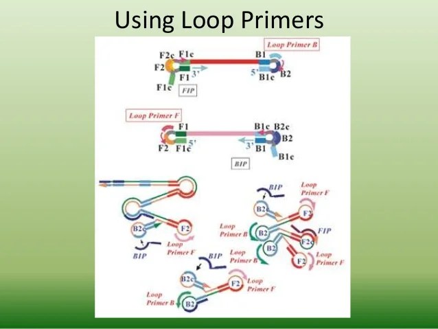LAMP (Loop Mediated Isothermal Amplification)